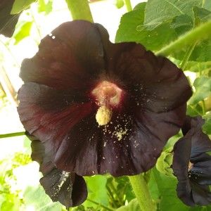 Meet your Posher, Holly